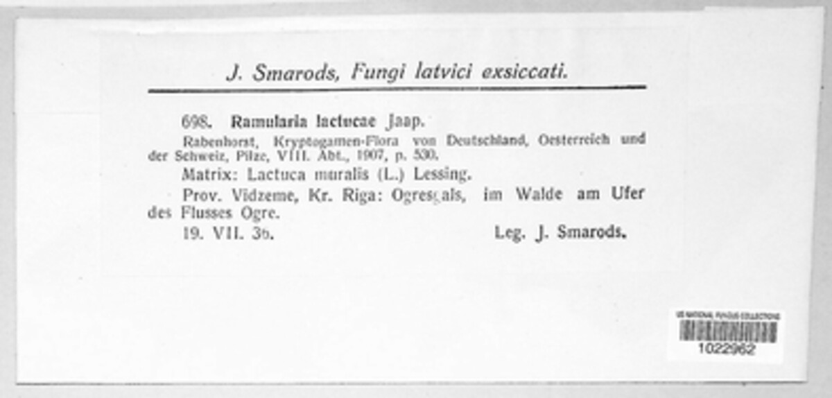 Ramularia lactucae image